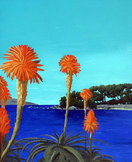 Aloes